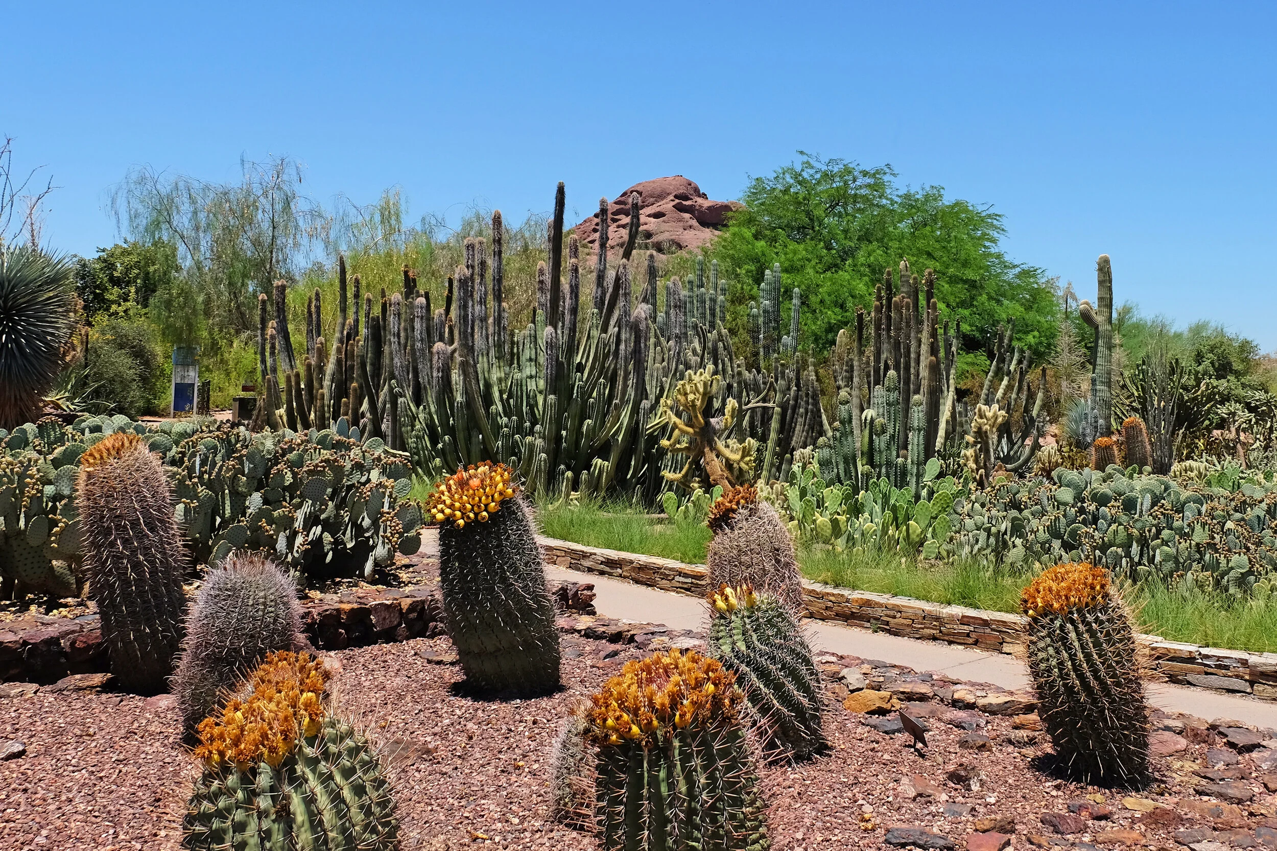 Things to do in Phoenix and Scottsdale, Arizona — Road Jess Travels